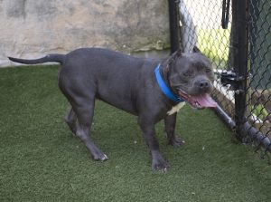 Read more about the article Adopt-a-Pet Aug. 24