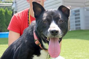 Read more about the article Adopt-a-Pet Aug. 17