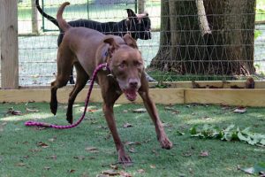 Read more about the article Adopt-a-Pet Aug. 10