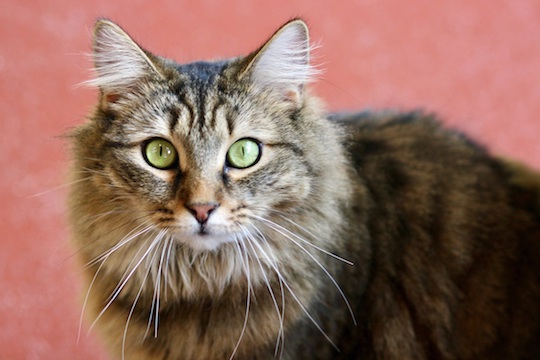 You are currently viewing Adopt-a-Pet Sept. 21