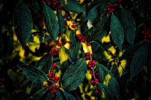 Read more about the article Photo of the Week: Berry Ripe