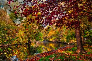 Read more about the article Color-filled fall