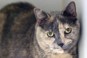 Read more about the article Adopt-a-Pet Dec. 12