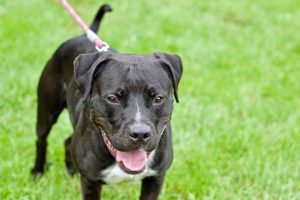 Read more about the article Adopt-a-Pet: Dec. 7