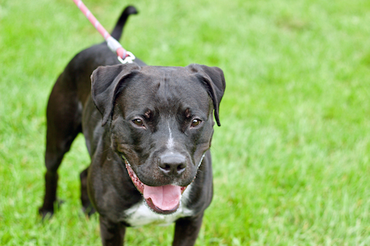 You are currently viewing Adopt-a-Pet: Dec. 7
