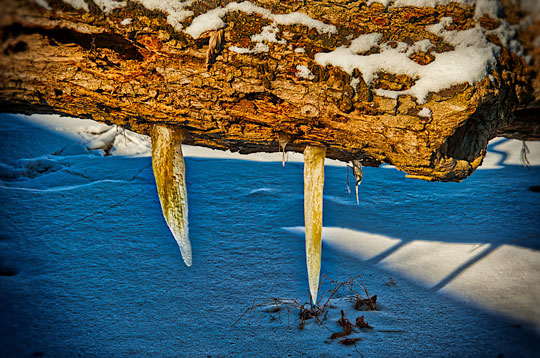 You are currently viewing Photo of the Week: Fangs