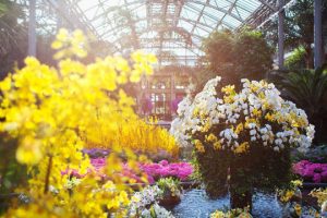 Read more about the article Escape winter at Orchid Extravaganza