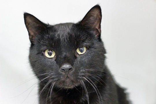 You are currently viewing Adopt-a-Pet: Jan. 4