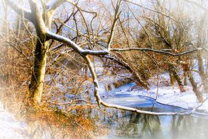 Read more about the article Photo of the Week: Winter Elegance