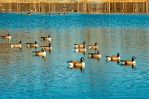 Read more about the article Photo of the Week: Geese in a Row