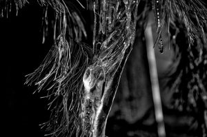 Read more about the article Photo of the Week: Ice Man