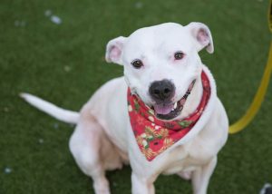 Read more about the article Adopt-a-Pet March 1