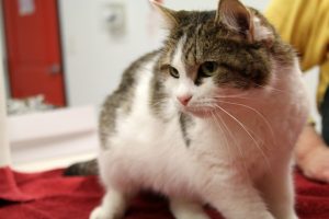 Read more about the article Adopt-a-Pet: March 22