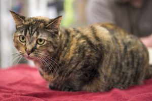 Read more about the article Adopt-a-Pet May 10