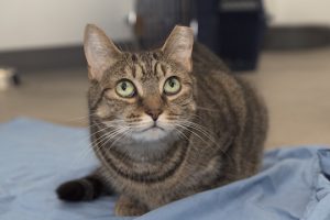 Read more about the article Adopt-a-Pet June 21
