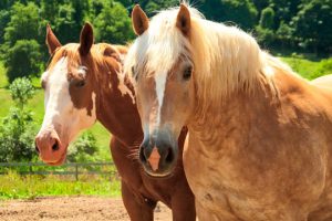 Read more about the article Photo of the Week: Golden Mane