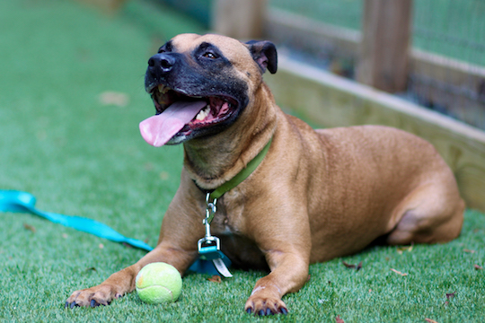 You are currently viewing Adopt-a-Pet July 19