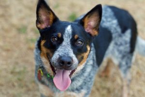 Read more about the article Adopt-a-Pet July 26