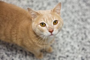 Read more about the article Adopt-a-Pet July 12