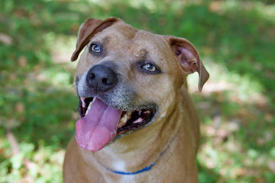 You are currently viewing Adopt-a-Pet Aug. 16