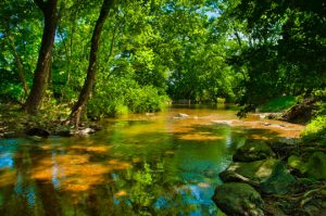 Read more about the article Photo of the Week: Nature’s Invitation