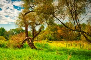 Read more about the article Photo of the Week: A Hint of Autumn