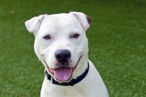 Read more about the article Adopt-a-Pet Sept. 3