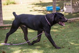 Read more about the article Adopt-a-Pet Sept. 10