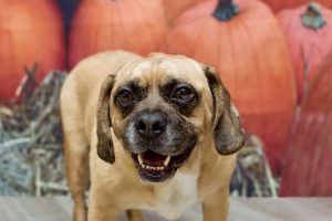 Read more about the article Adopt-a-Pet Sept, 24