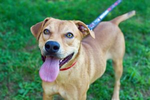 Read more about the article Adopt-a-Pet Oct. 22