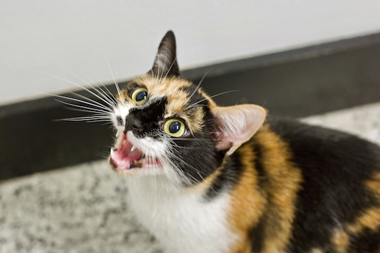You are currently viewing Adopt-a-Pet Oct. 15