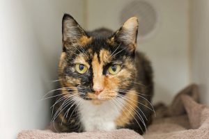 Read more about the article Adopt-a-Pet Nov. 19
