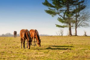 Read more about the article Photo of the Week: Grazin’ in the Grass
