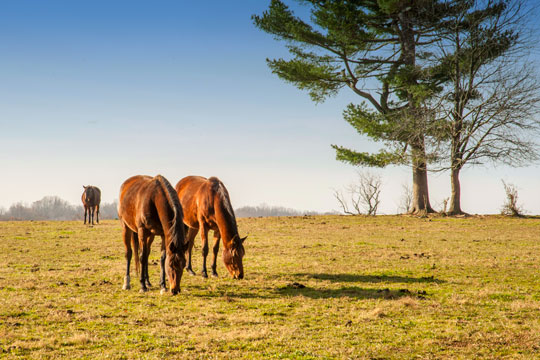 You are currently viewing Photo of the Week: Grazin’ in the Grass