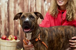 Read more about the article Adopt-a-Pet Dec. 17