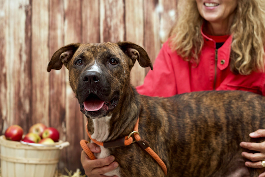You are currently viewing Adopt-a-Pet Dec. 17