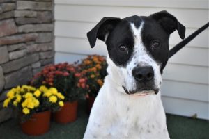 Read more about the article Adopt-a-Pet Dec. 31