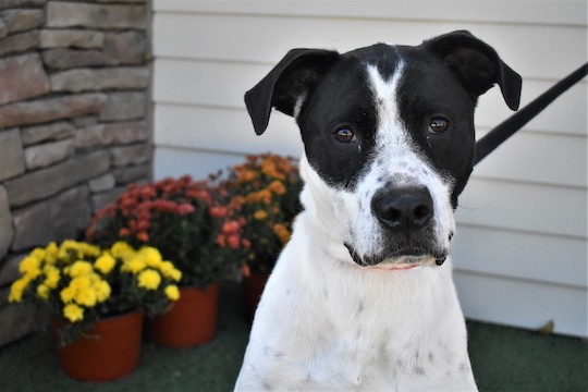 You are currently viewing Adopt-a-Pet Dec. 31