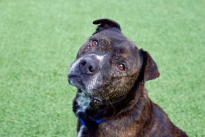 Read more about the article Adopt-a-Pet Jan. 21