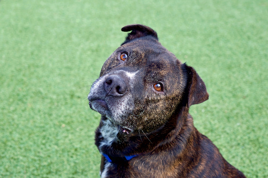 You are currently viewing Adopt-a-Pet Jan. 21