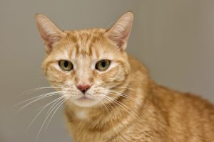 Read more about the article Adopt-a-Pet Jan. 14