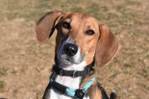 Read more about the article Adopt-a-Pet Jan. 28