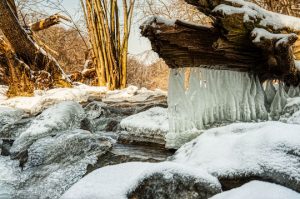 Read more about the article Photo of the Week: Groundhog’s Morning