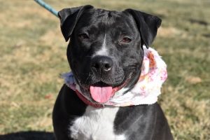Read more about the article Adopt-a-Pet Feb. 25