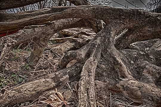 You are currently viewing Photo of the Week: Tangled Textures