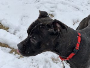 Read more about the article Adopt-a-Pet April 22