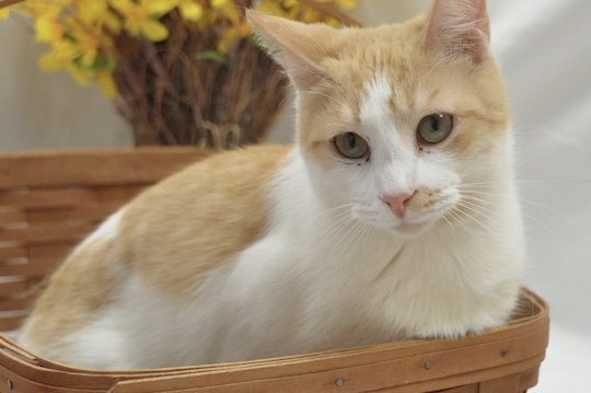 You are currently viewing Adopt-a-Pet April 15