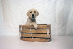 Read more about the article Canine Partners for Life celebrates 30 years