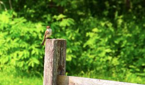 Read more about the article Photo of the Week: Railbird