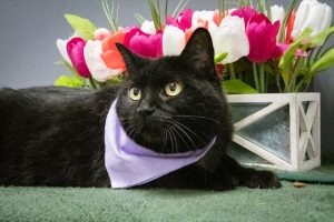 Read more about the article Adopt-a-Pet May 27